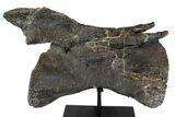 Diplodocus Caudal Vertebra With Metal Stand - Colorado #77918-1